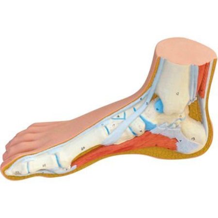 FABRICATION ENTERPRISES 3B® Anatomical Model - Normal Foot 1060270